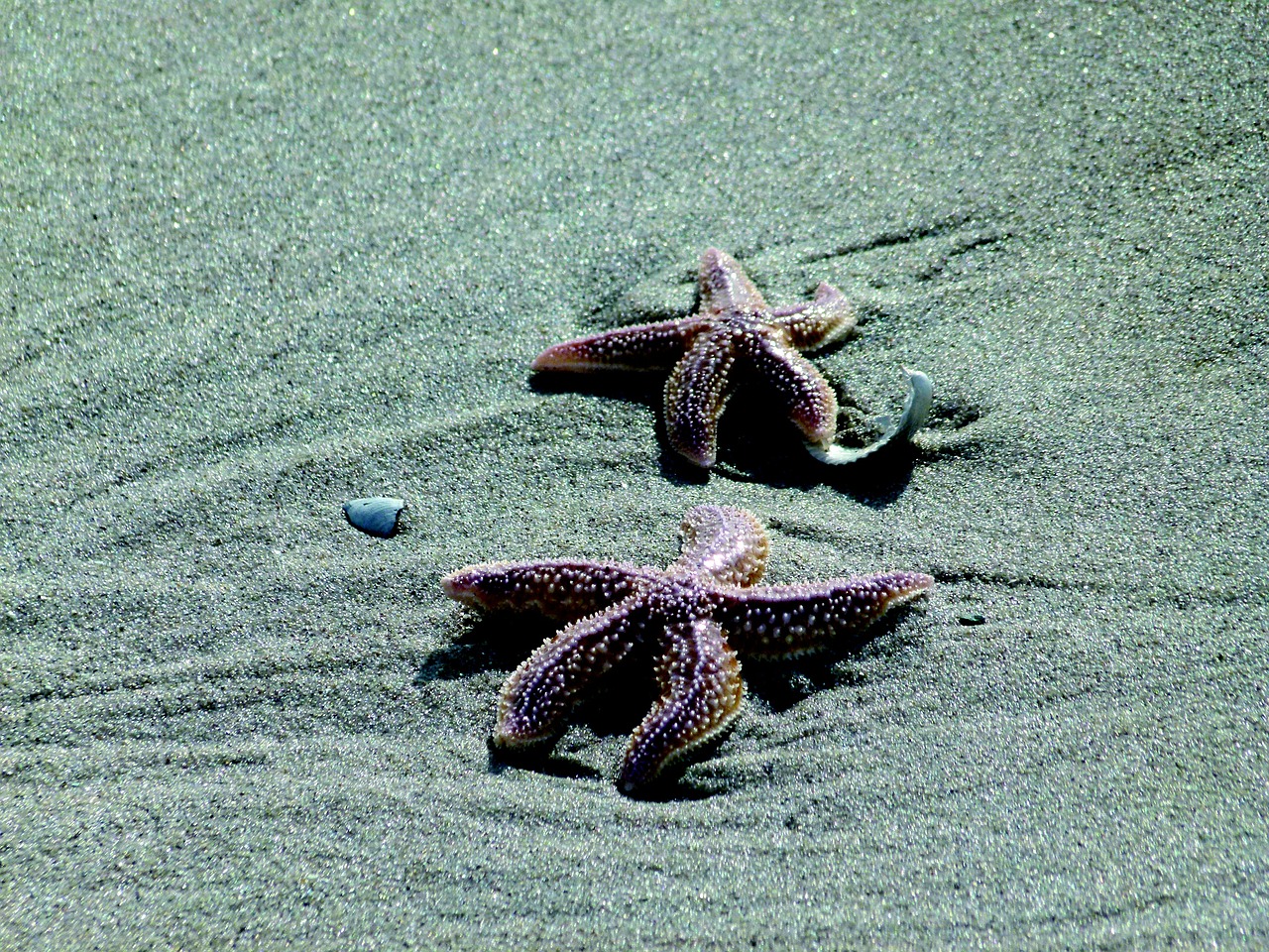 seastar sand beach free photo
