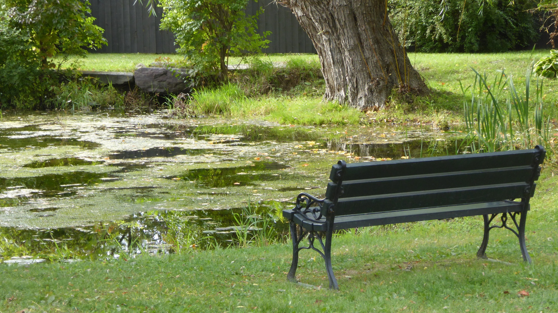 pond lush green free photo