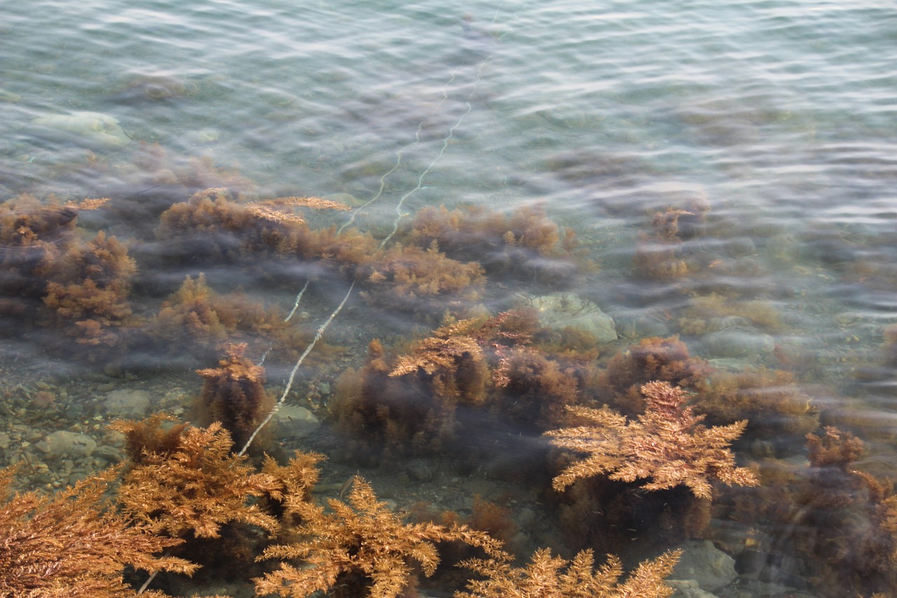 seaweed aquatic plants sea free photo