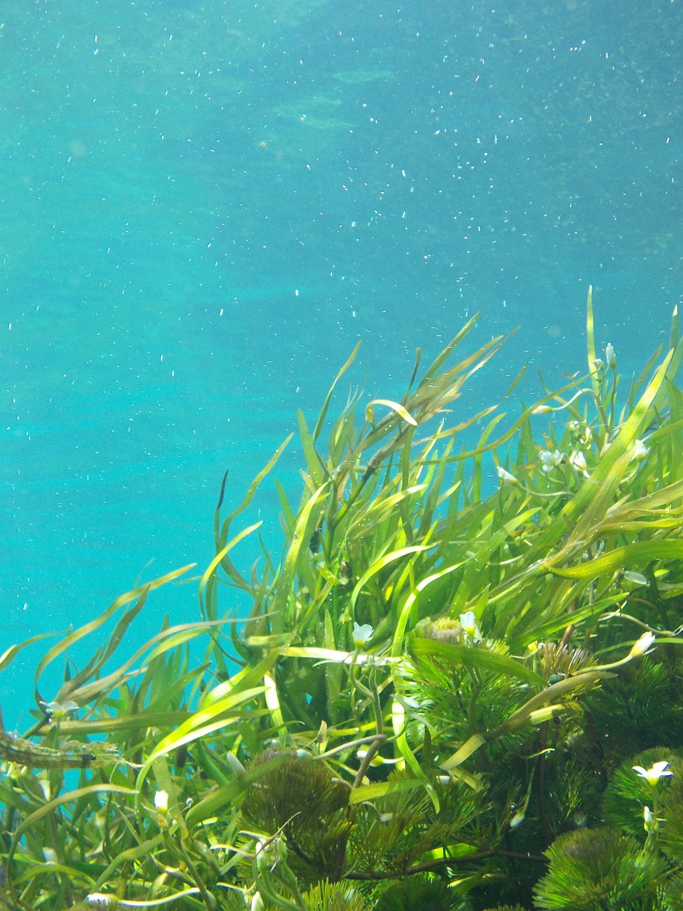 seaweed underwater kelp free photo