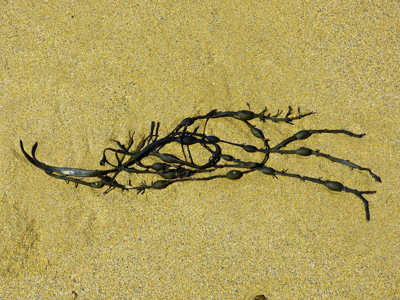 seaweed bladder kelp algae free photo