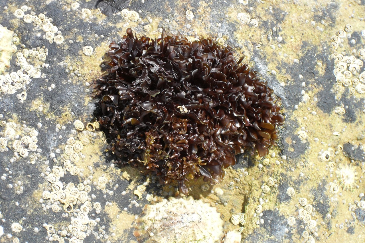 seaweed shore rockpool free photo