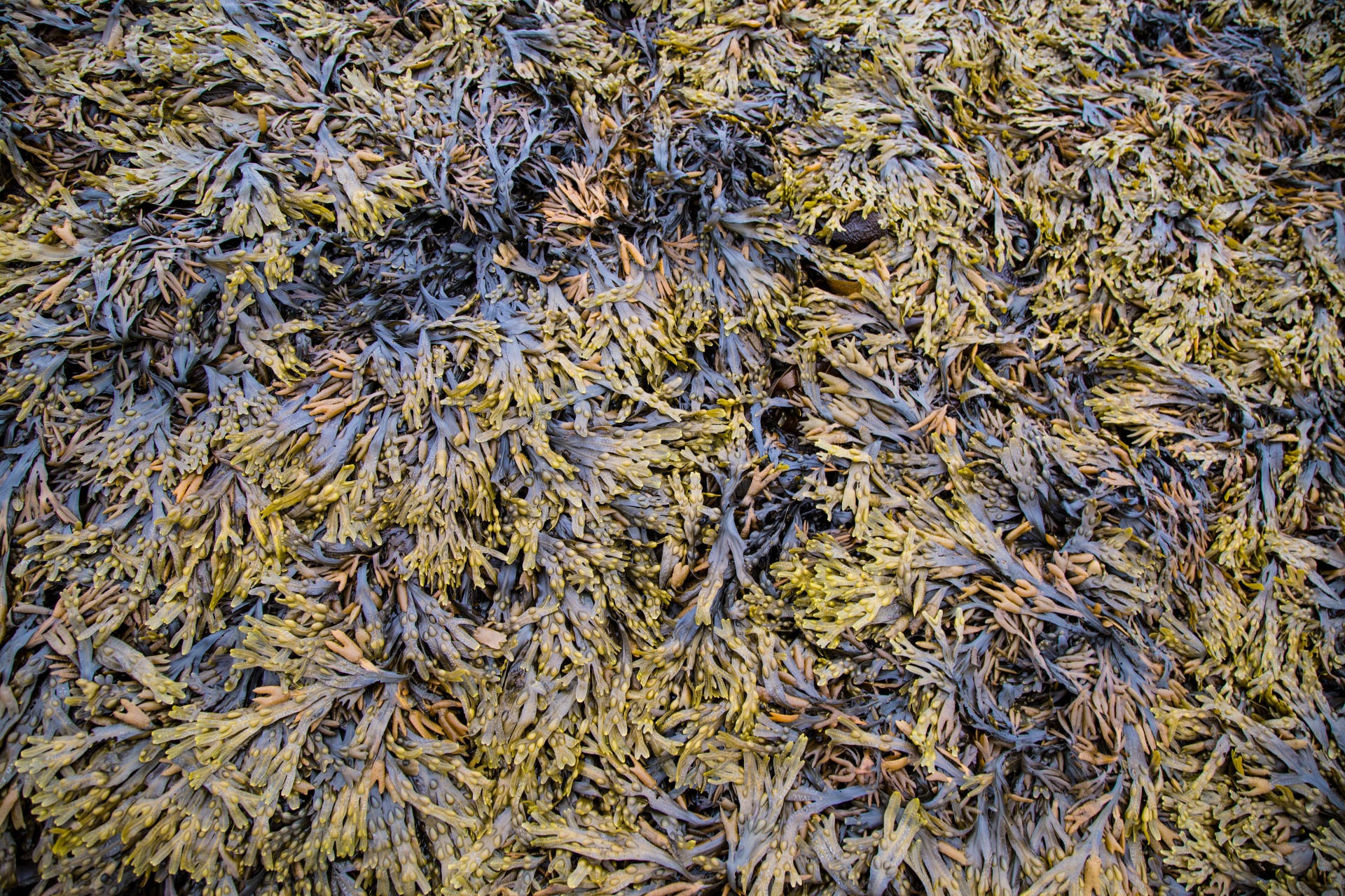 background sea seaweed free photo