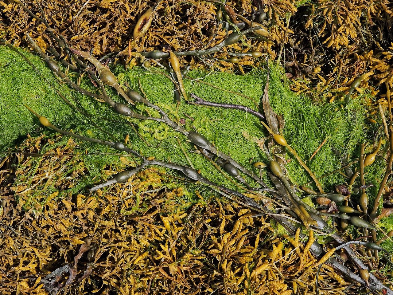 seaweed sea weed free photo