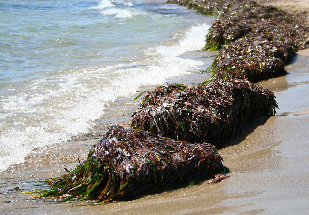 seaweed sea mediterranean free photo