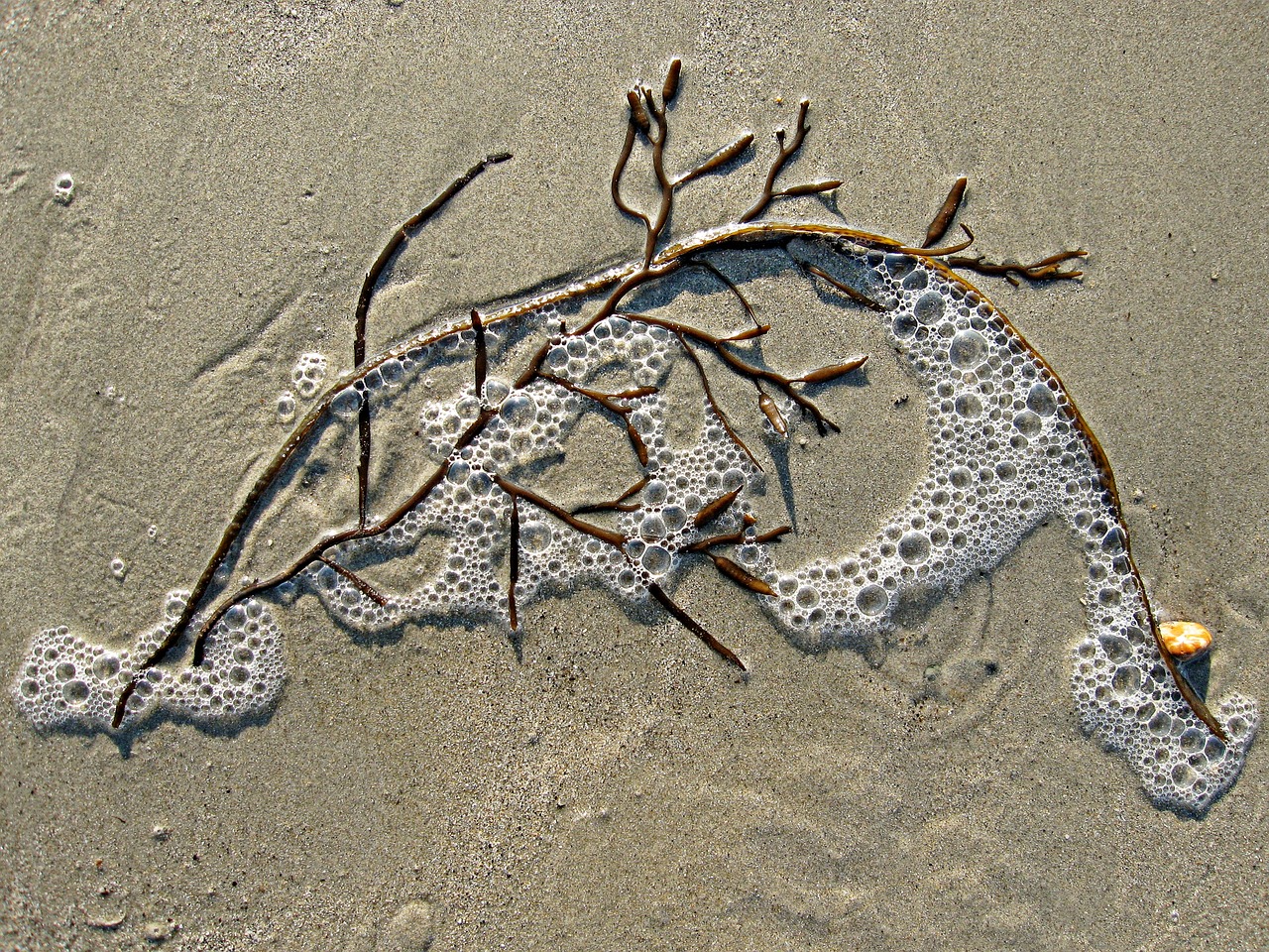 seaweed sand bubble free photo