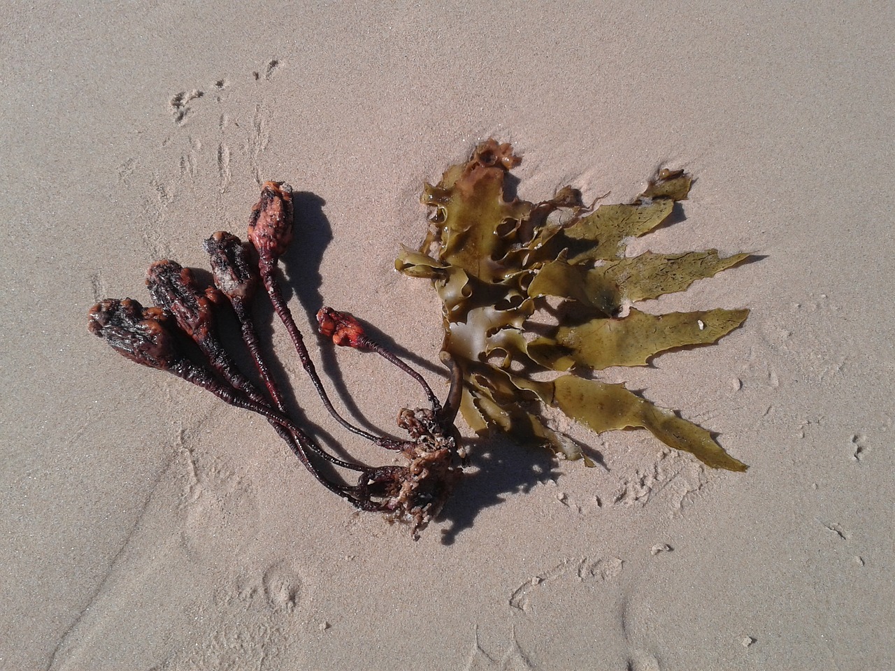 seaweed sand seed free photo