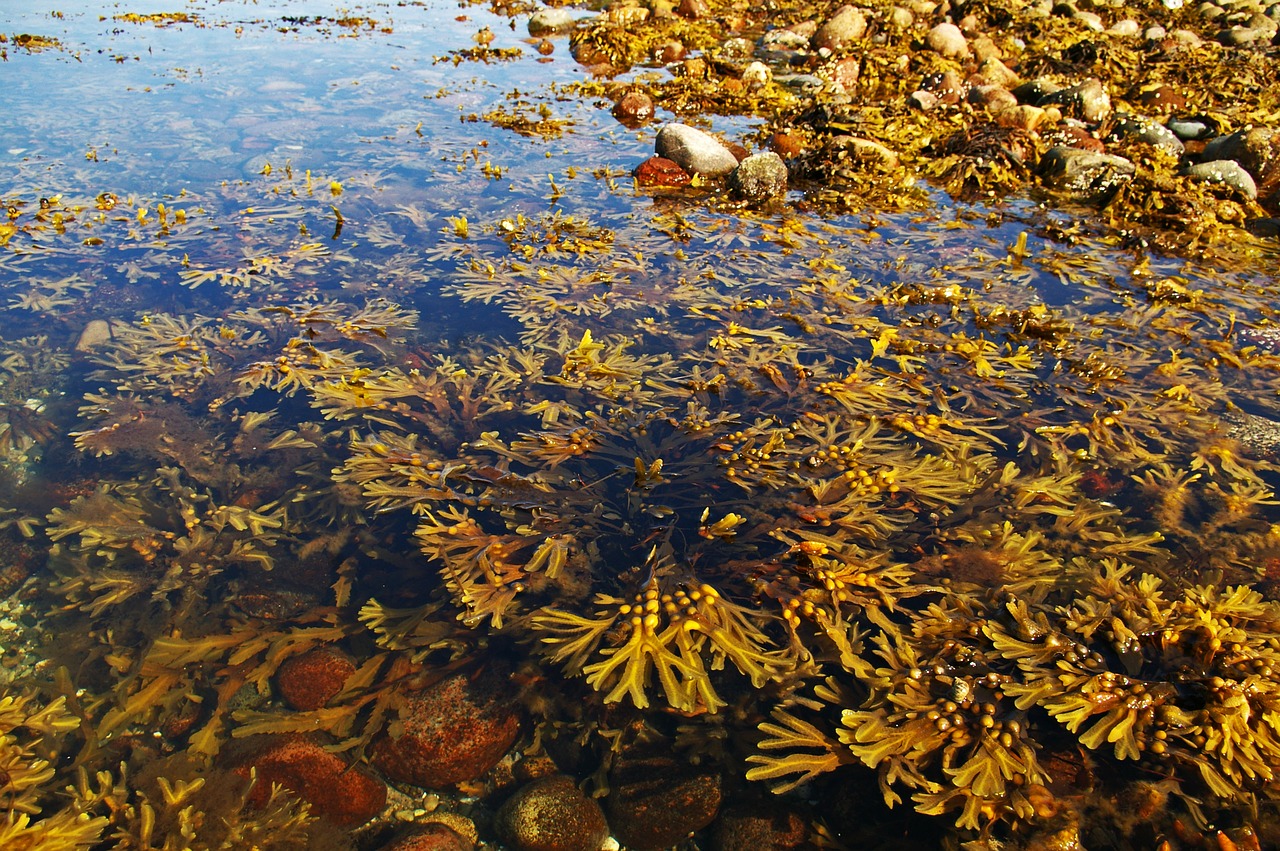 seaweed baltic sea coast free photo