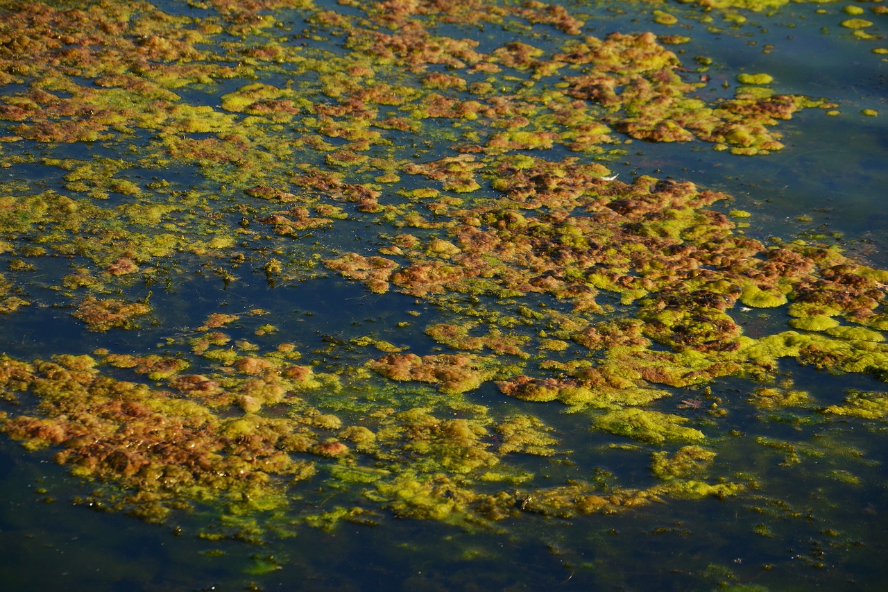seaweed algae infestation lake free photo