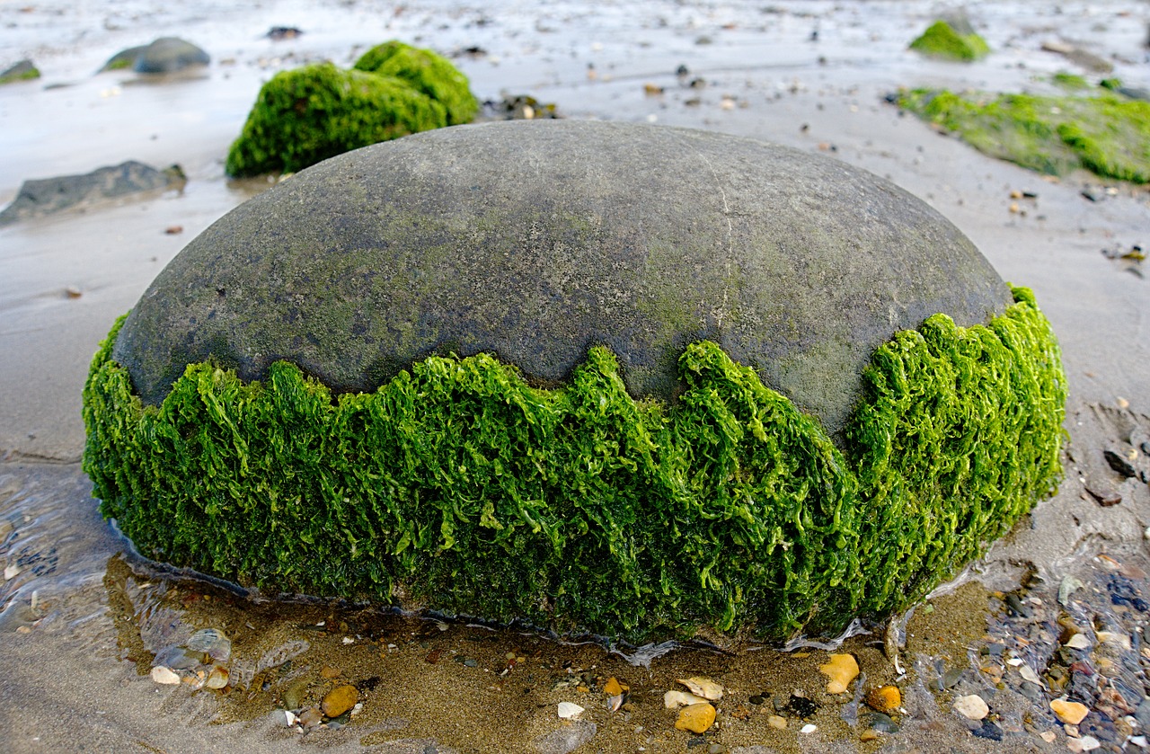 seaweed rock round free photo