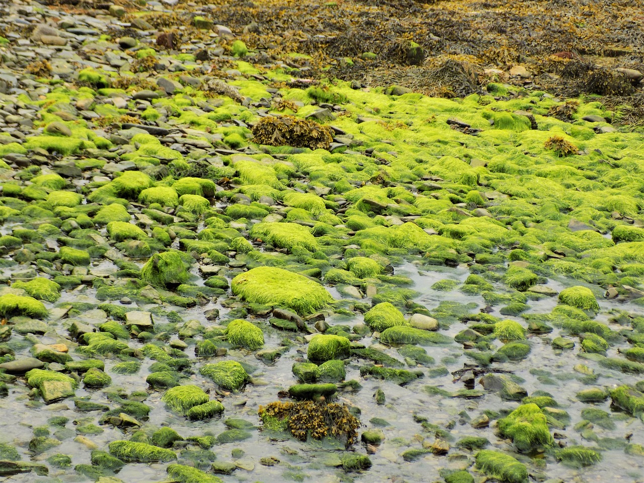 seaweed harbour marine free photo