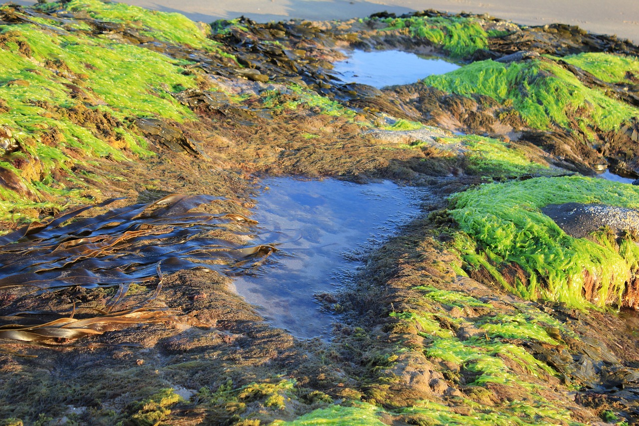 seaweed rock pools nature free photo