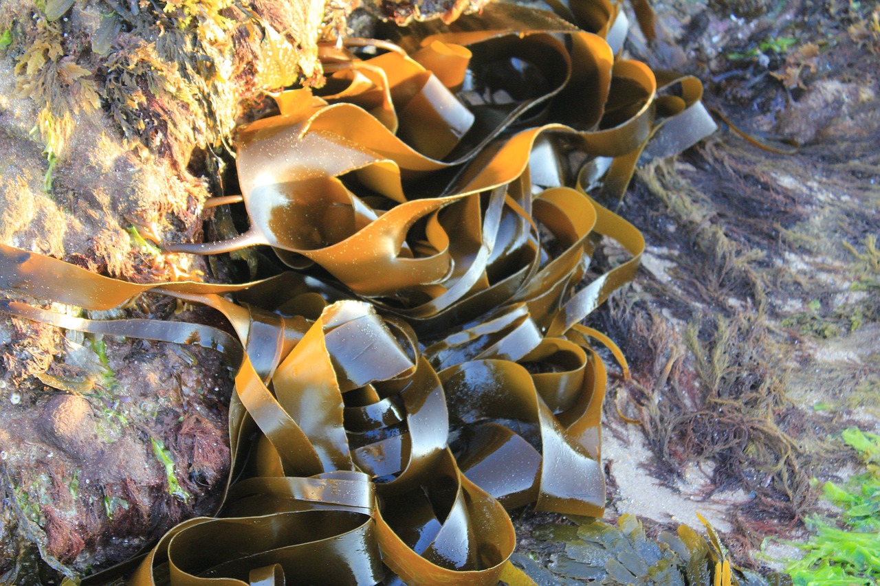 seaweed kelp nature free photo