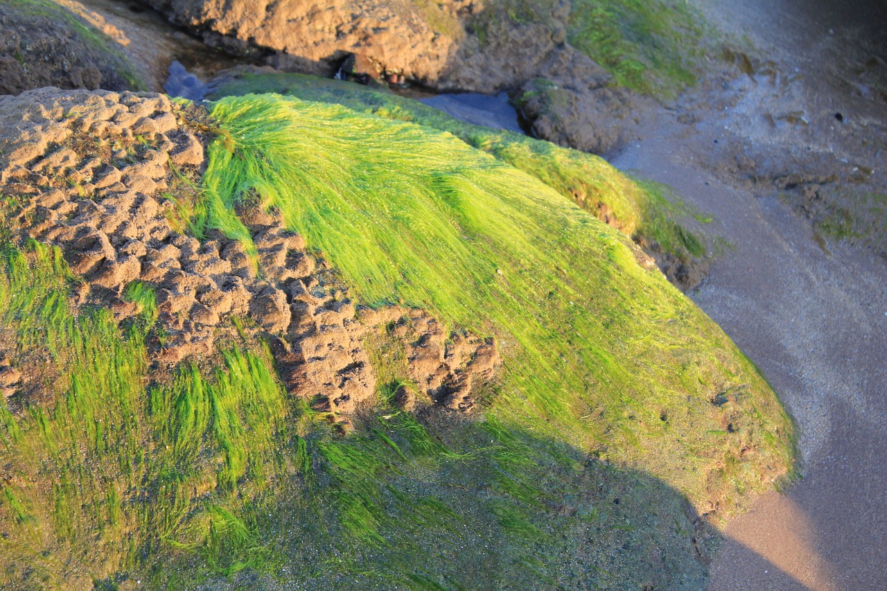 seaweed nature texture free photo