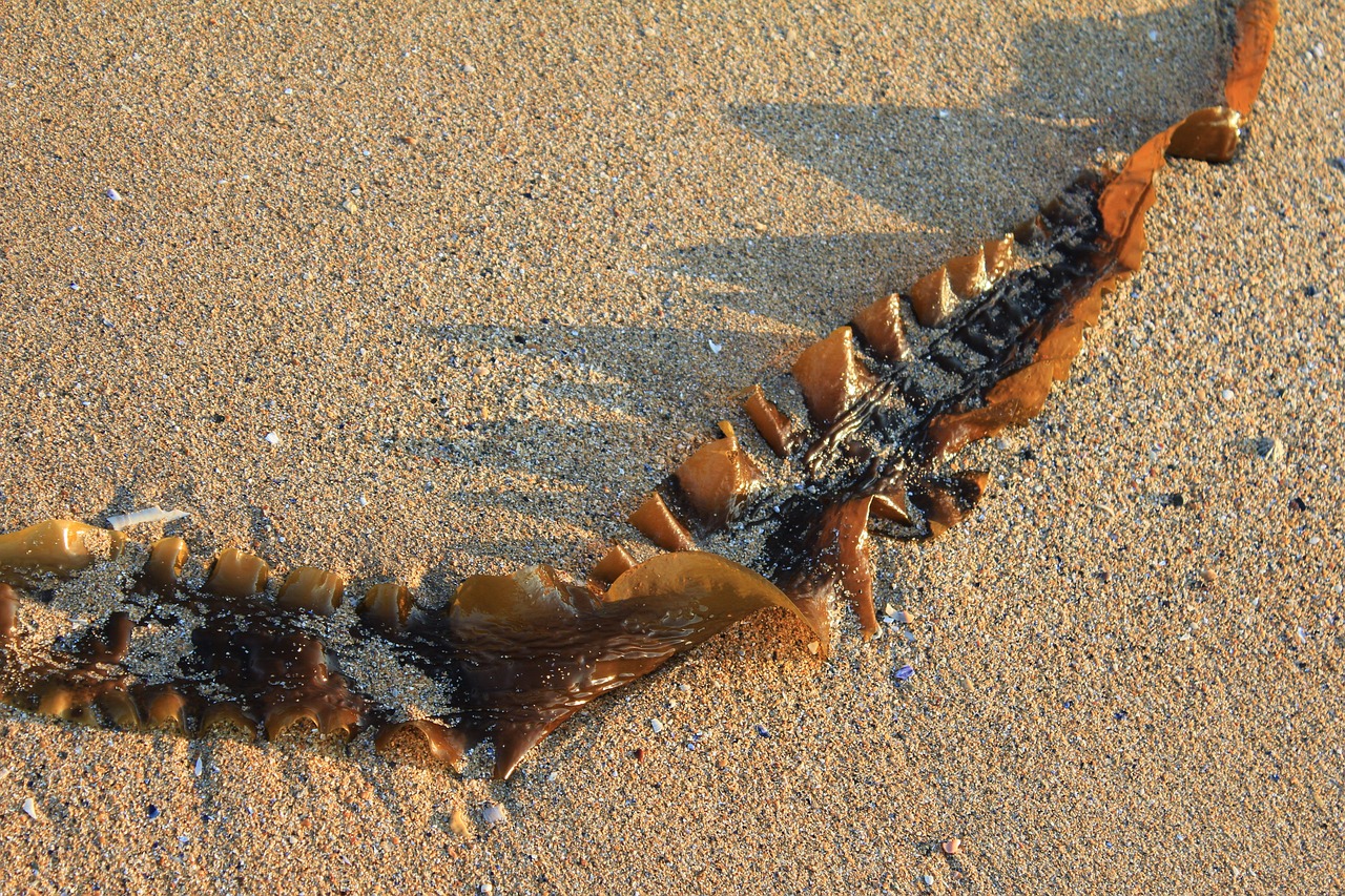 seaweed kelp nature free photo