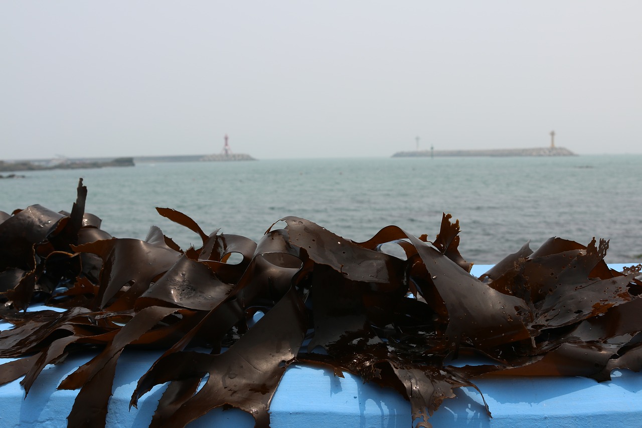 seaweed tangle kelp free photo