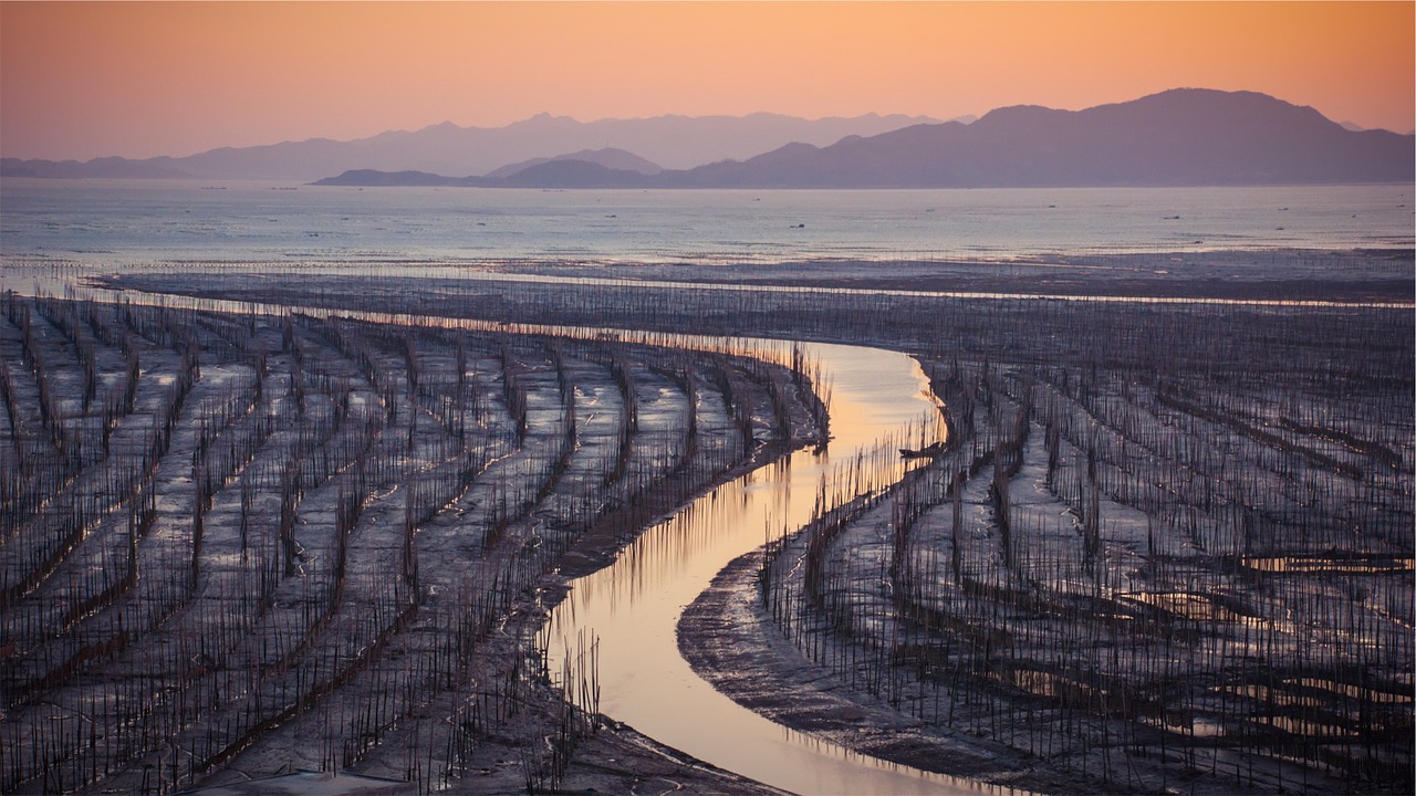 seaweed fields cultivation free photo