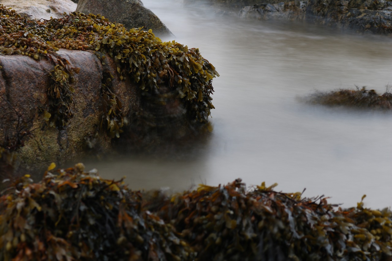 seaweed rock sea free photo