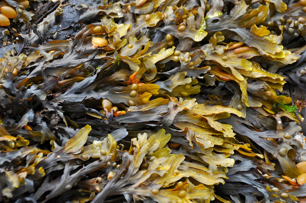 seaweed beach seaweed on beach free photo