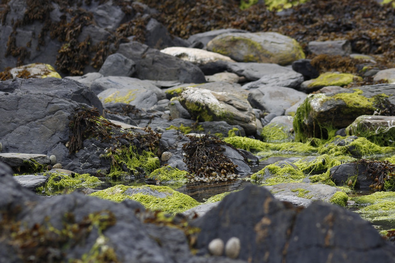 seaweed rocks water free photo