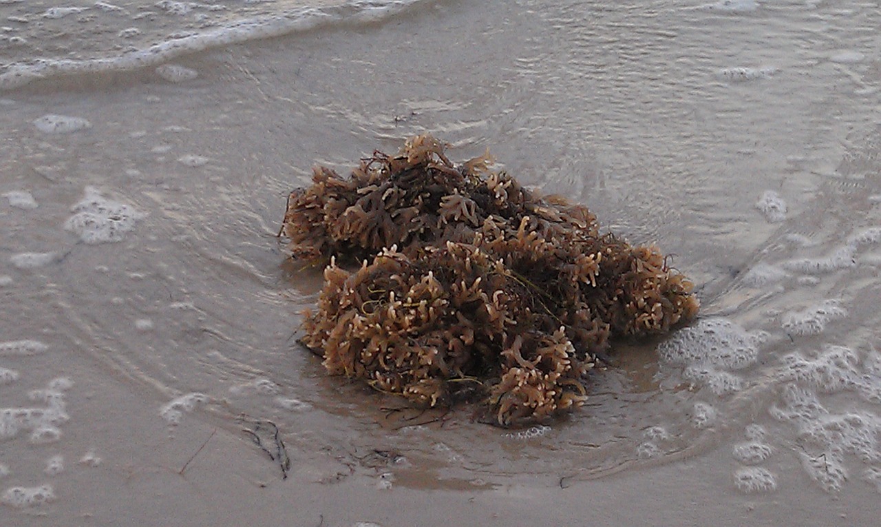 seaweed beach ocean free photo