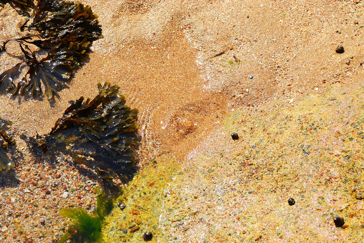 seaweed sea sea shore free photo
