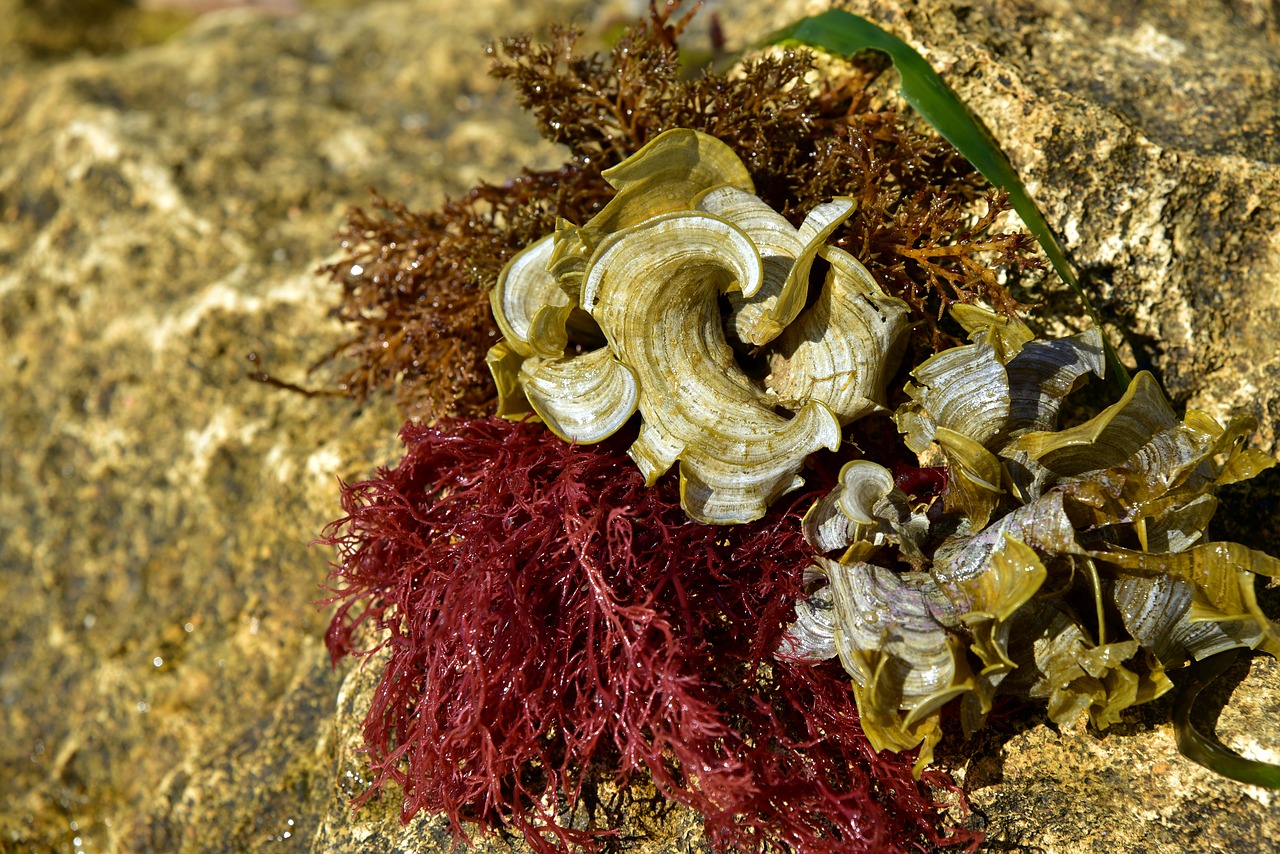 seaweed  stone  water free photo