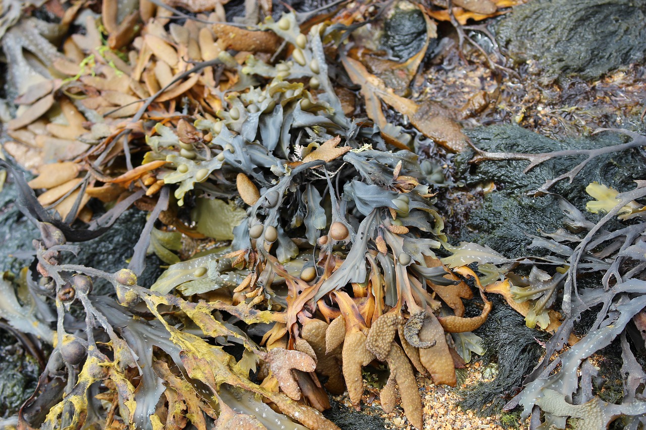 seaweed  seaside  rock free photo