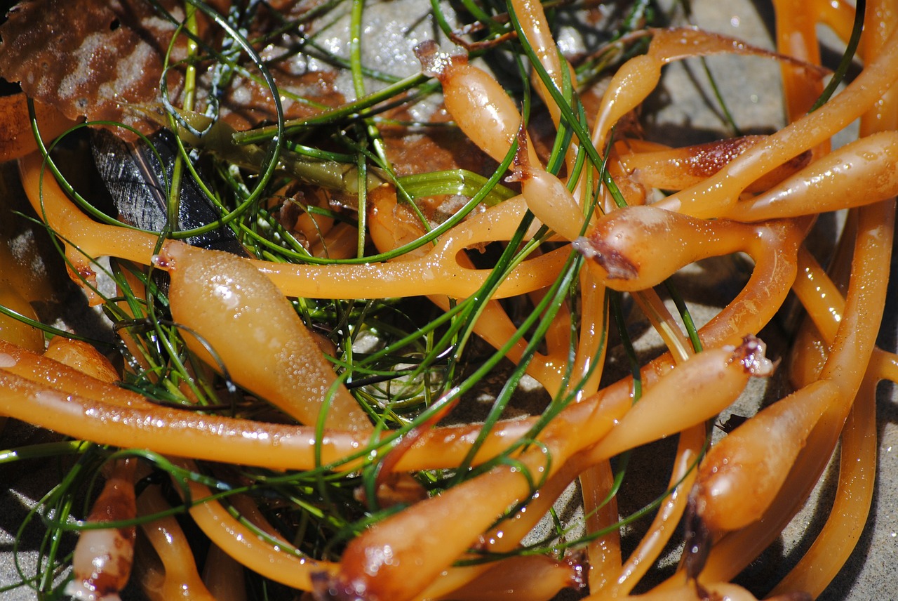 seaweed beach ocean free photo