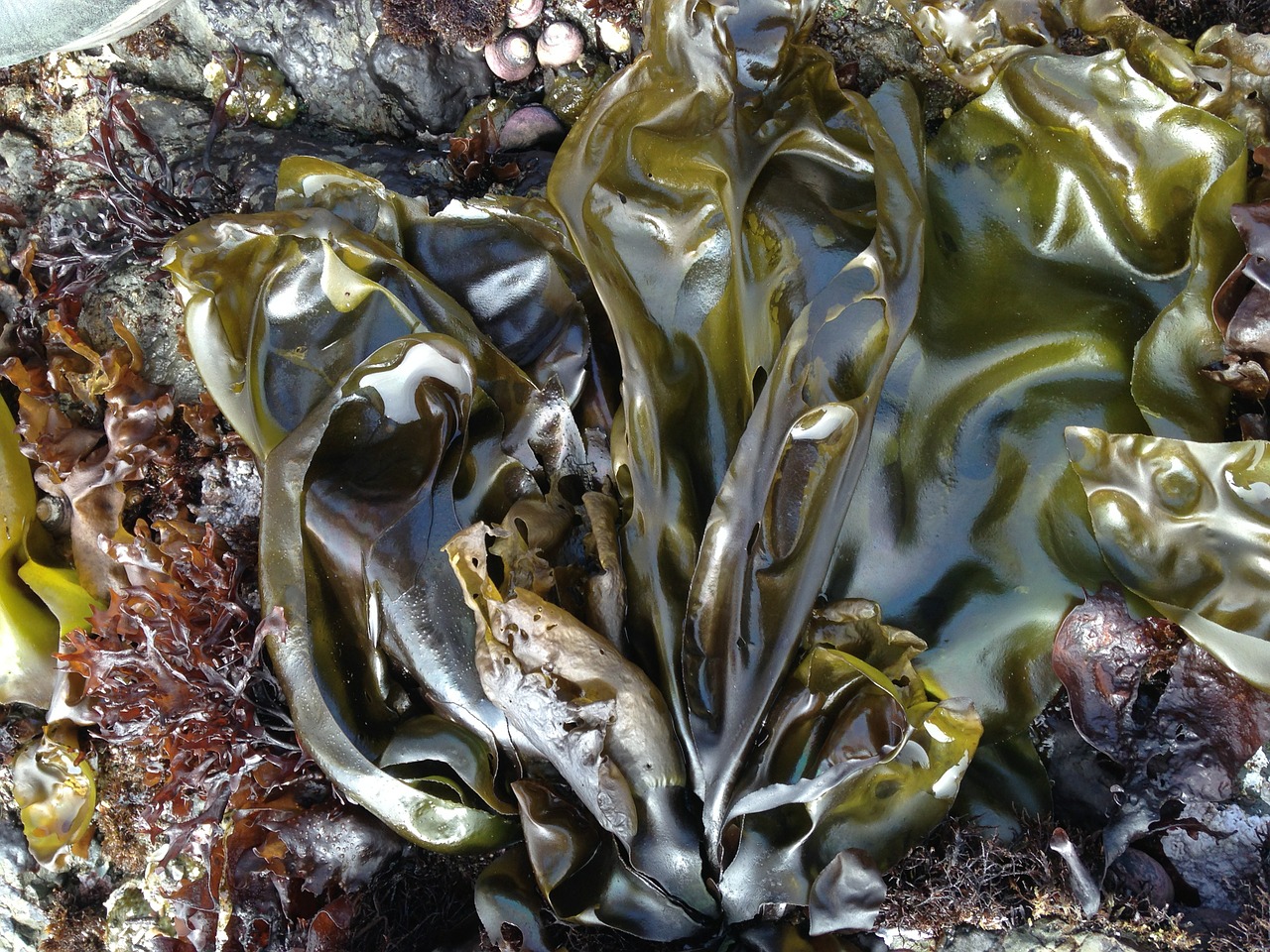 seaweed sea shore free photo