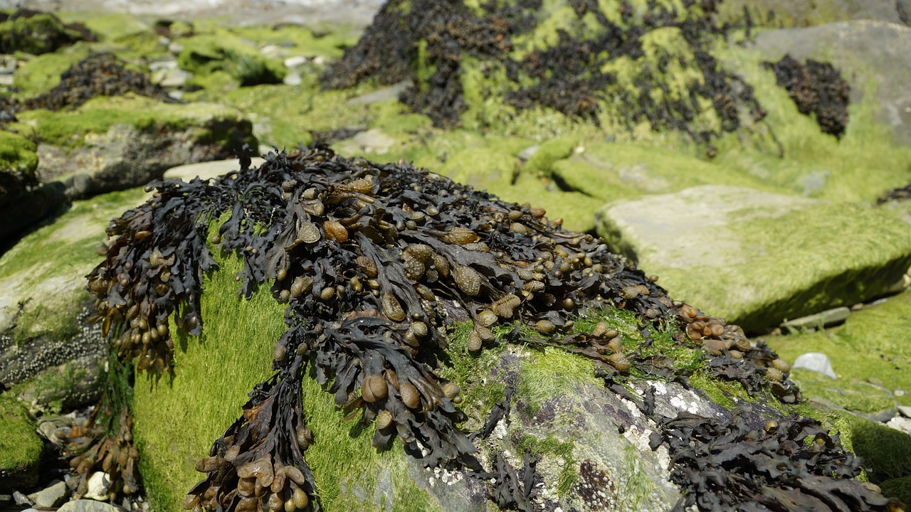 seaweed algae tang free photo