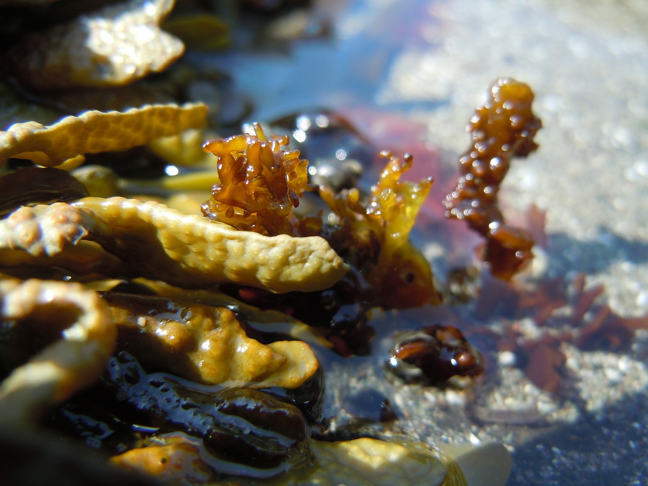 seaweed ocean beach free photo