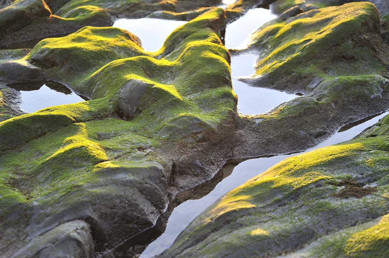 seaweed rock coast free photo