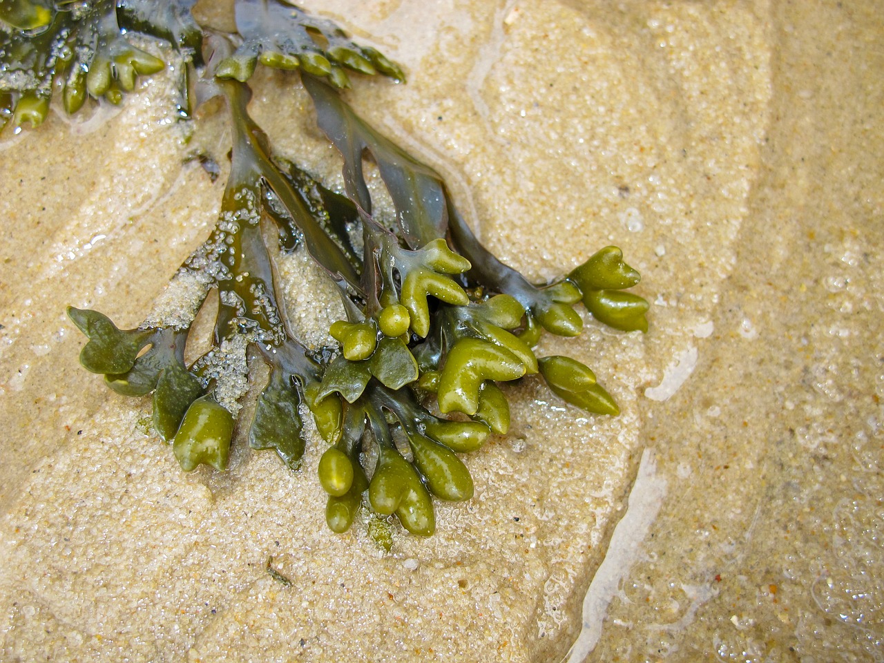 seaweed sea beach free photo
