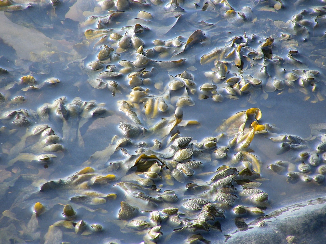 seaweed sea water free photo