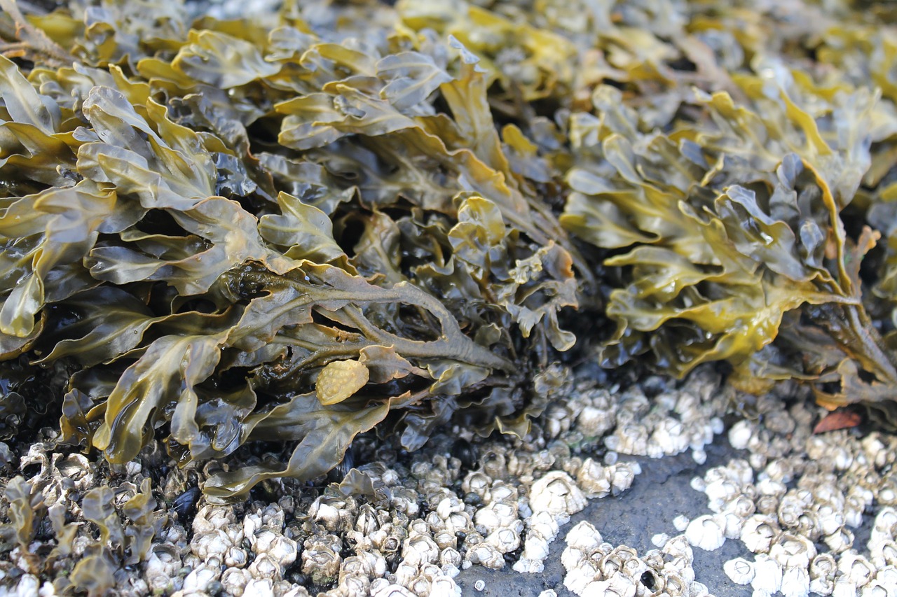 seaweed plant sea free photo
