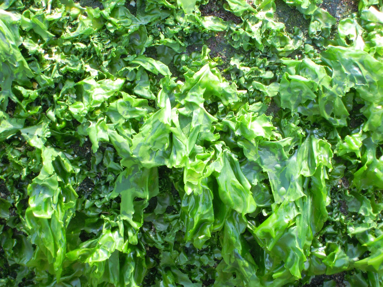 seaweed stone tuan sea lettuce free photo
