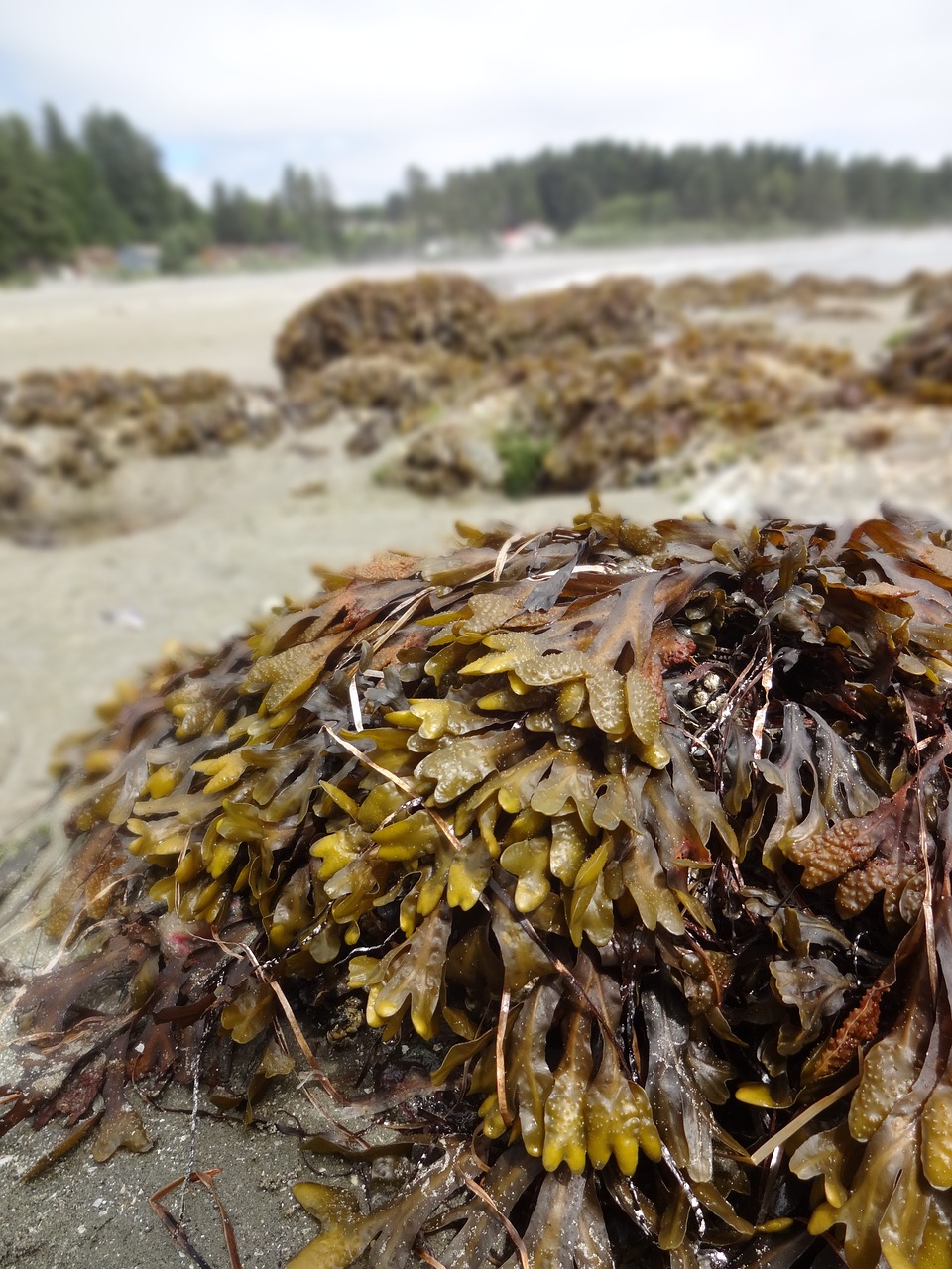 seaweed ucluelet vancouver island free photo