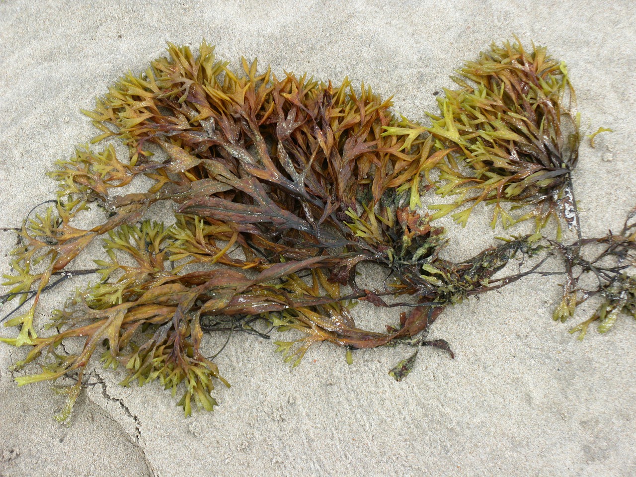 seaweed beach sea free photo