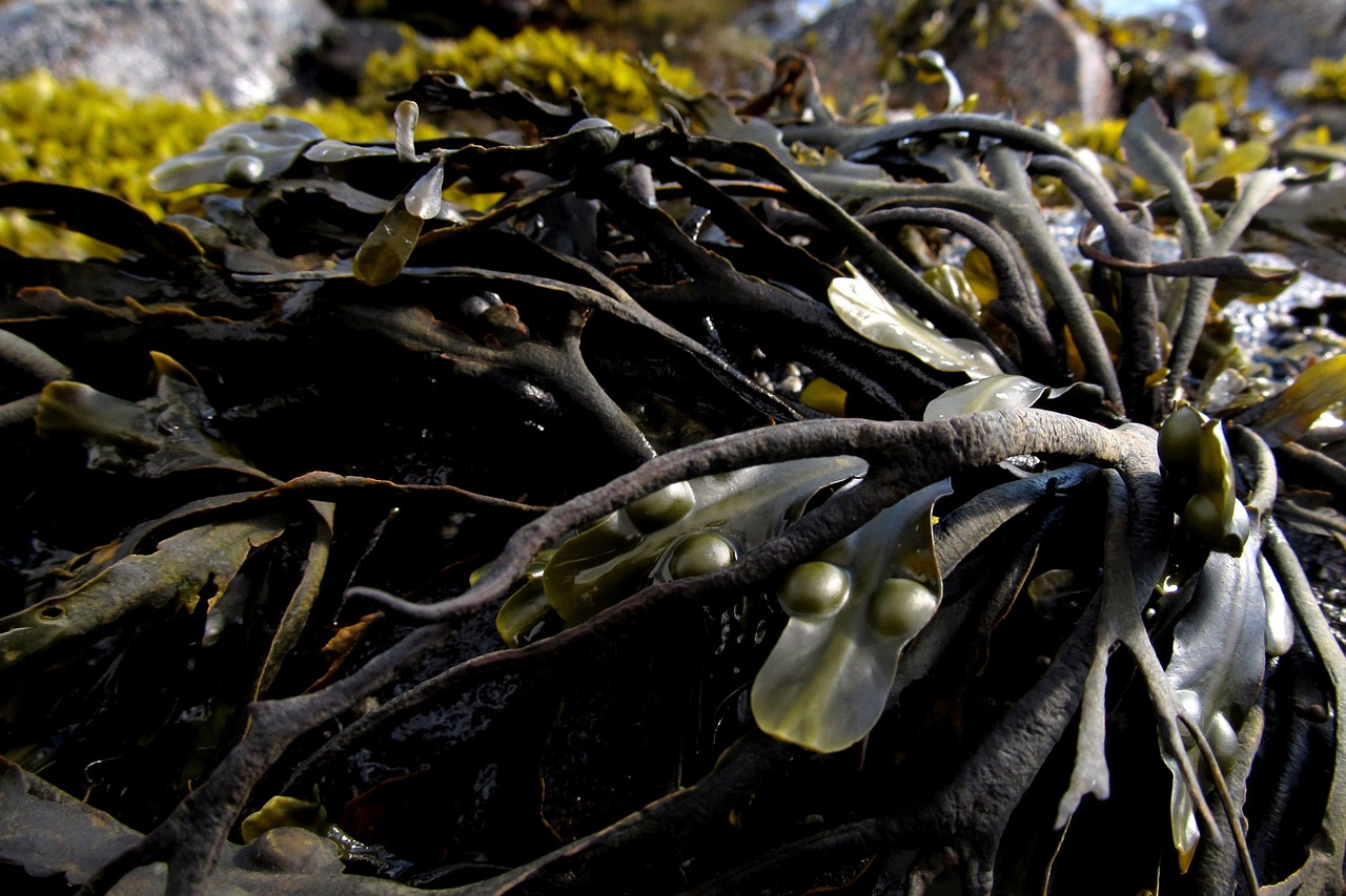 seaweed sea marine free photo
