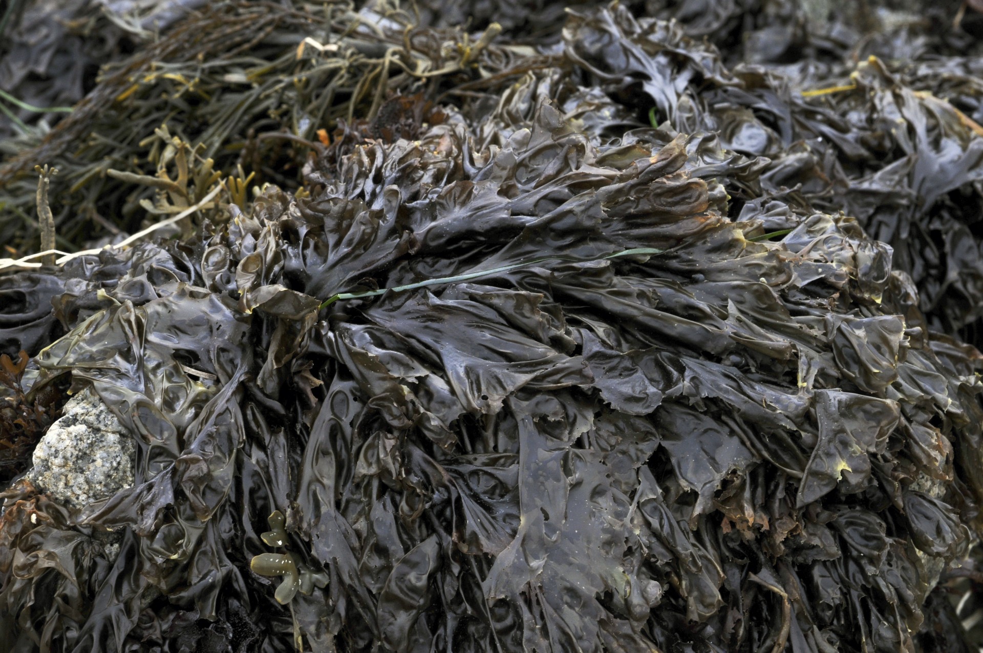 background seaweed leafy free photo