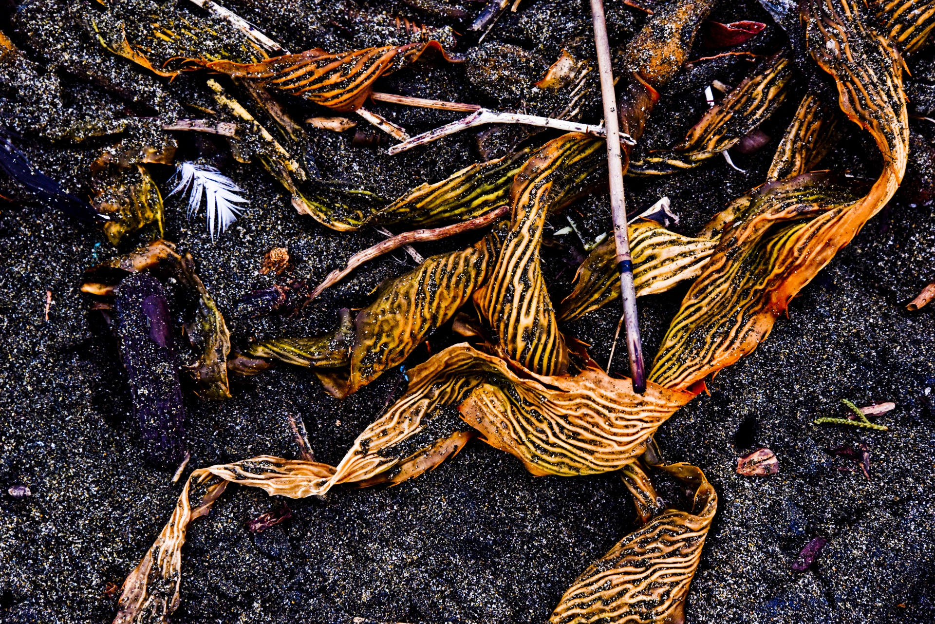 seaweed abstract leaves free photo