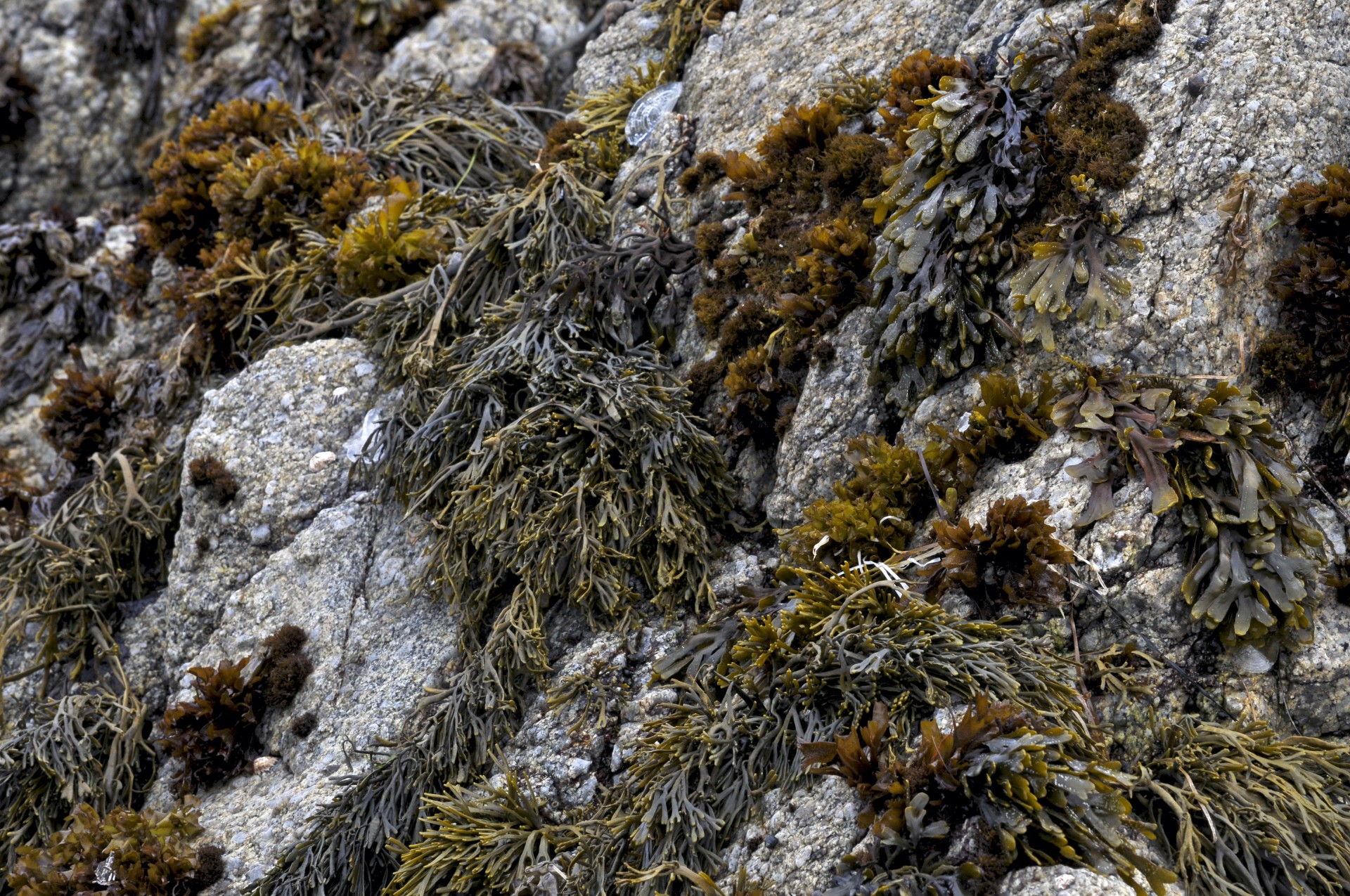 seaweed rocks garden free photo
