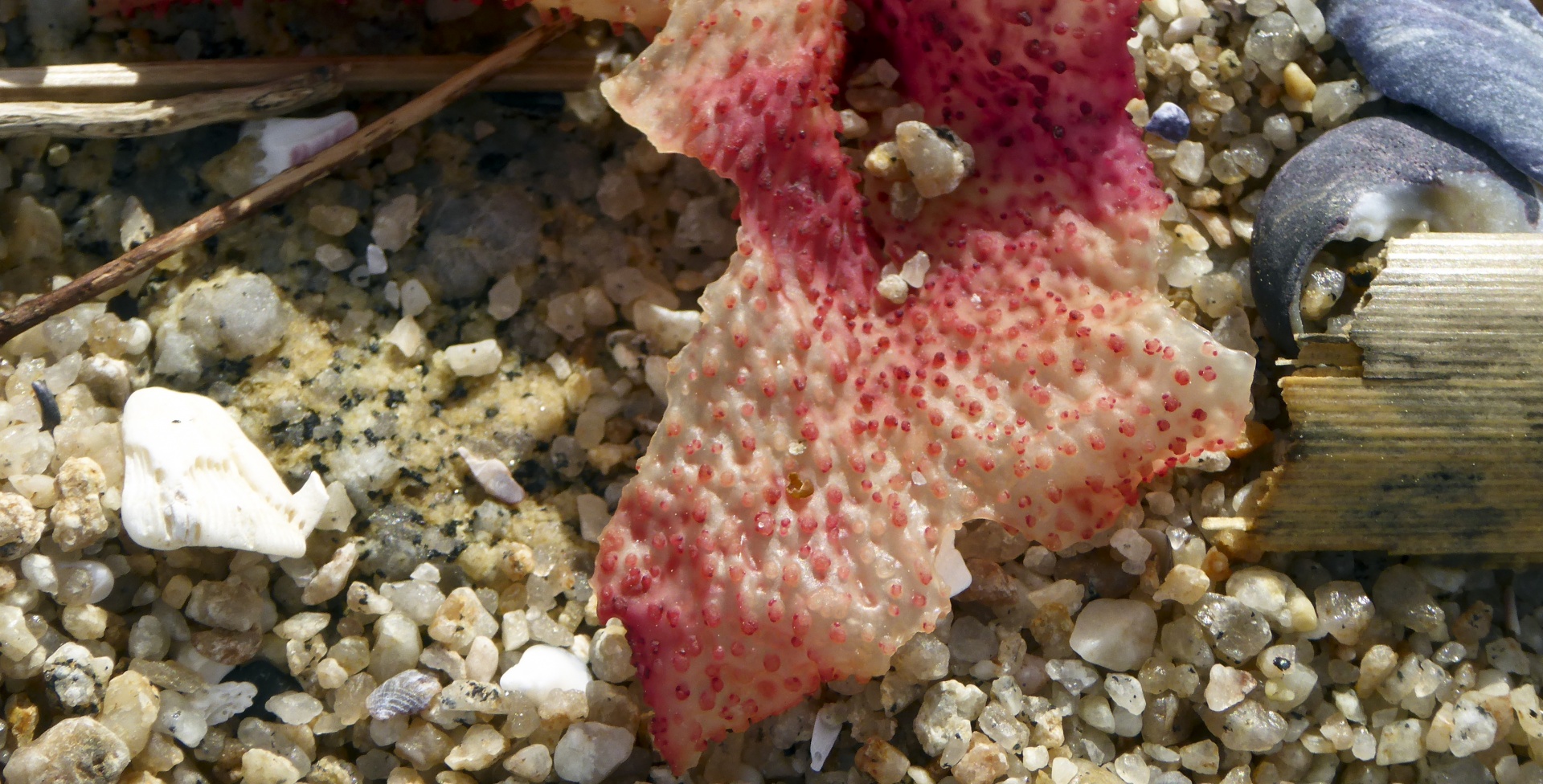 seaweed shells driftwood free photo