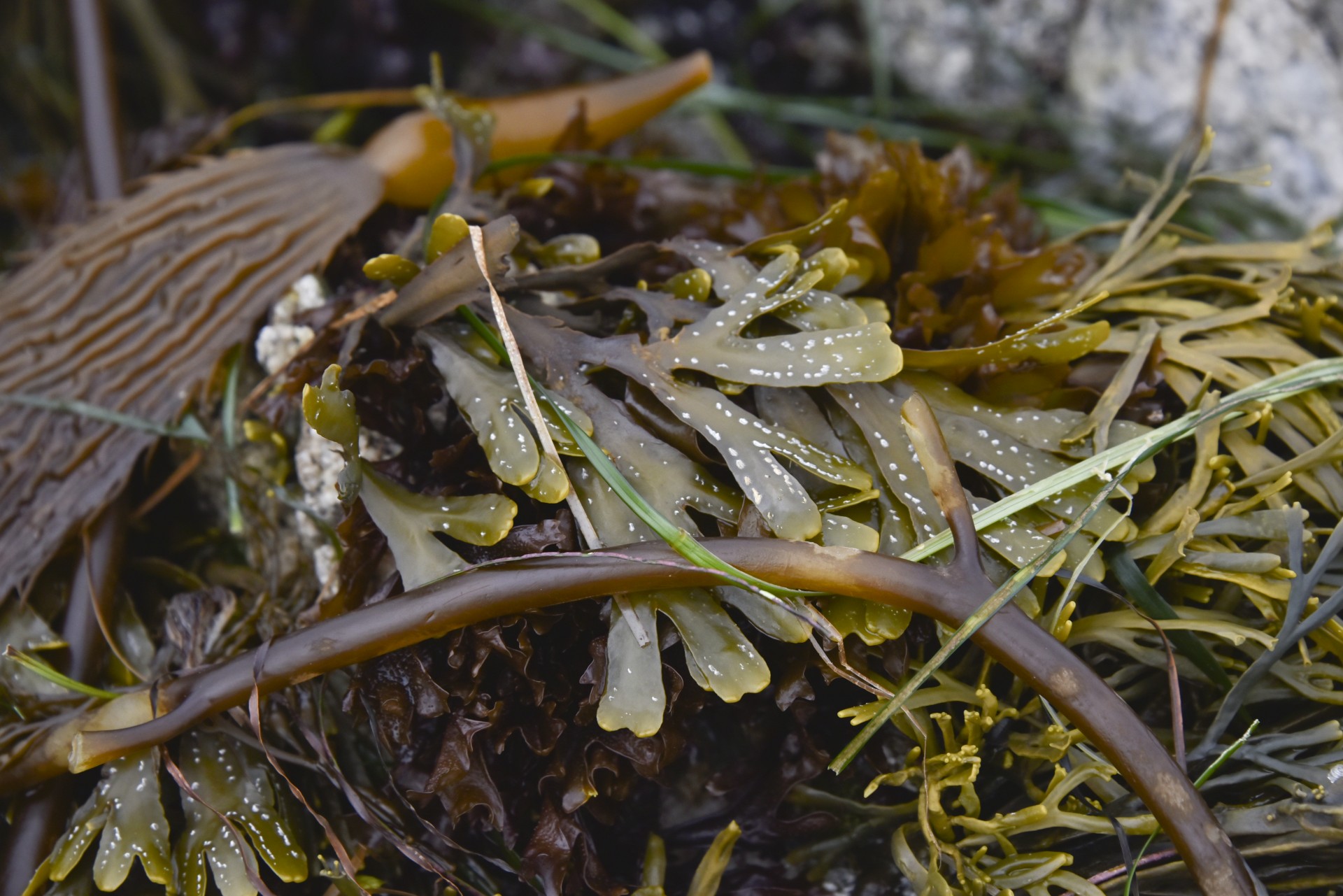 seaweed pile still life free photo