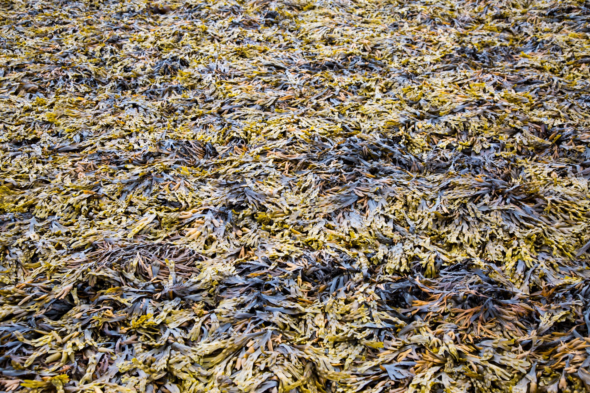 background sea seaweed free photo