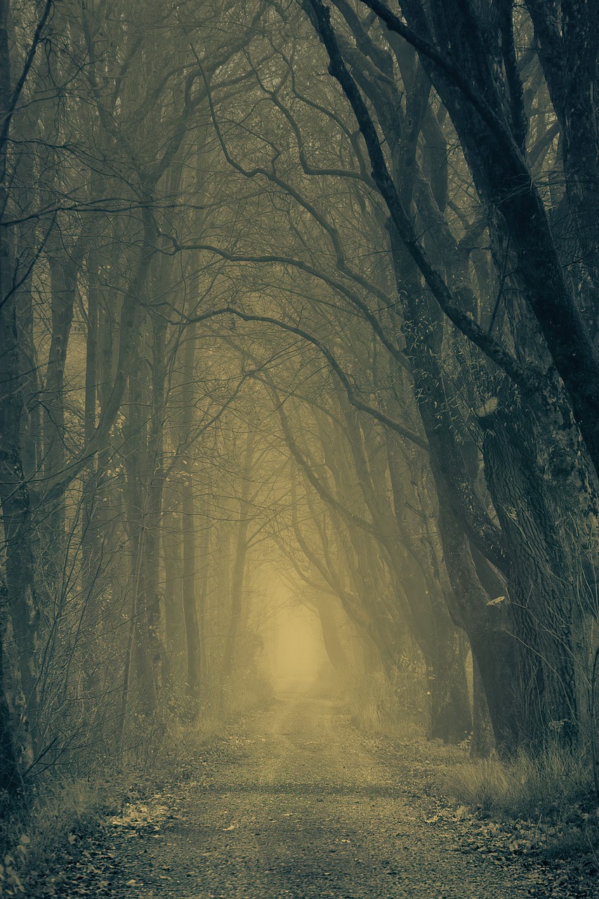 secret  forest  darkness free photo