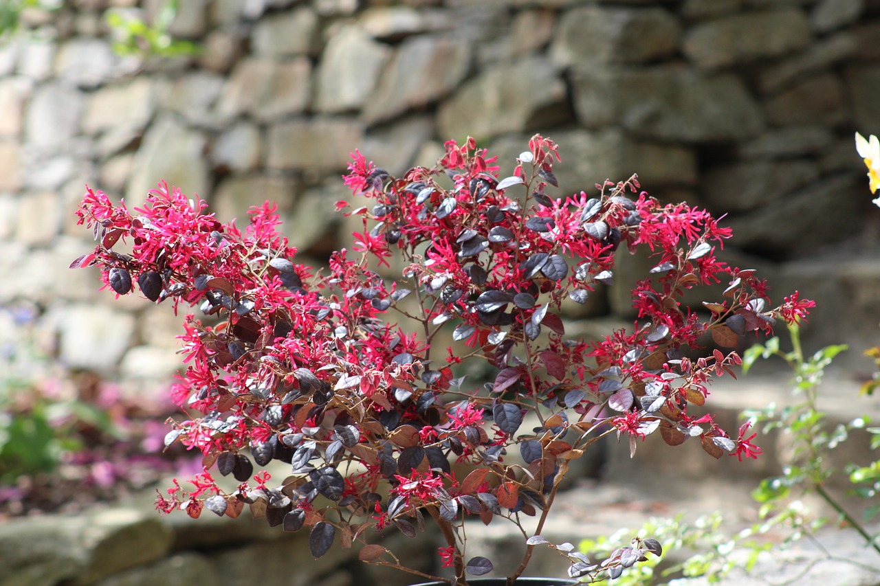 secret garden sopron hungary van free photo