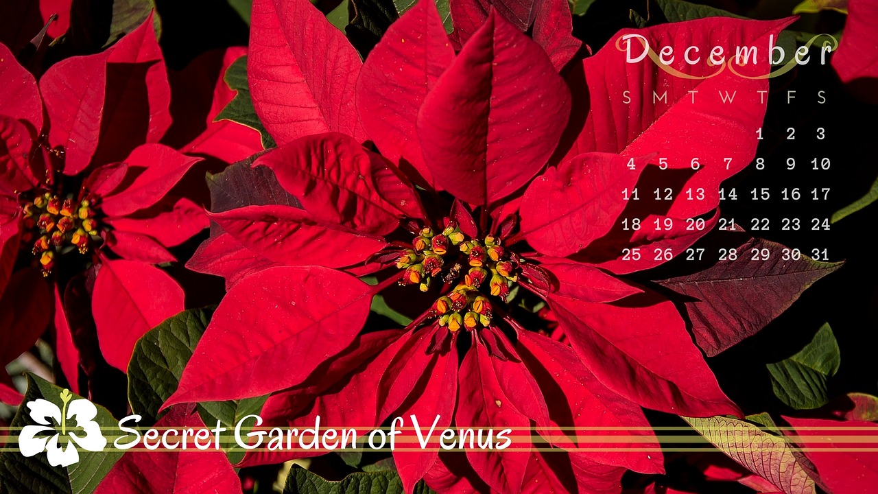 secret garden of venus calendar december free photo
