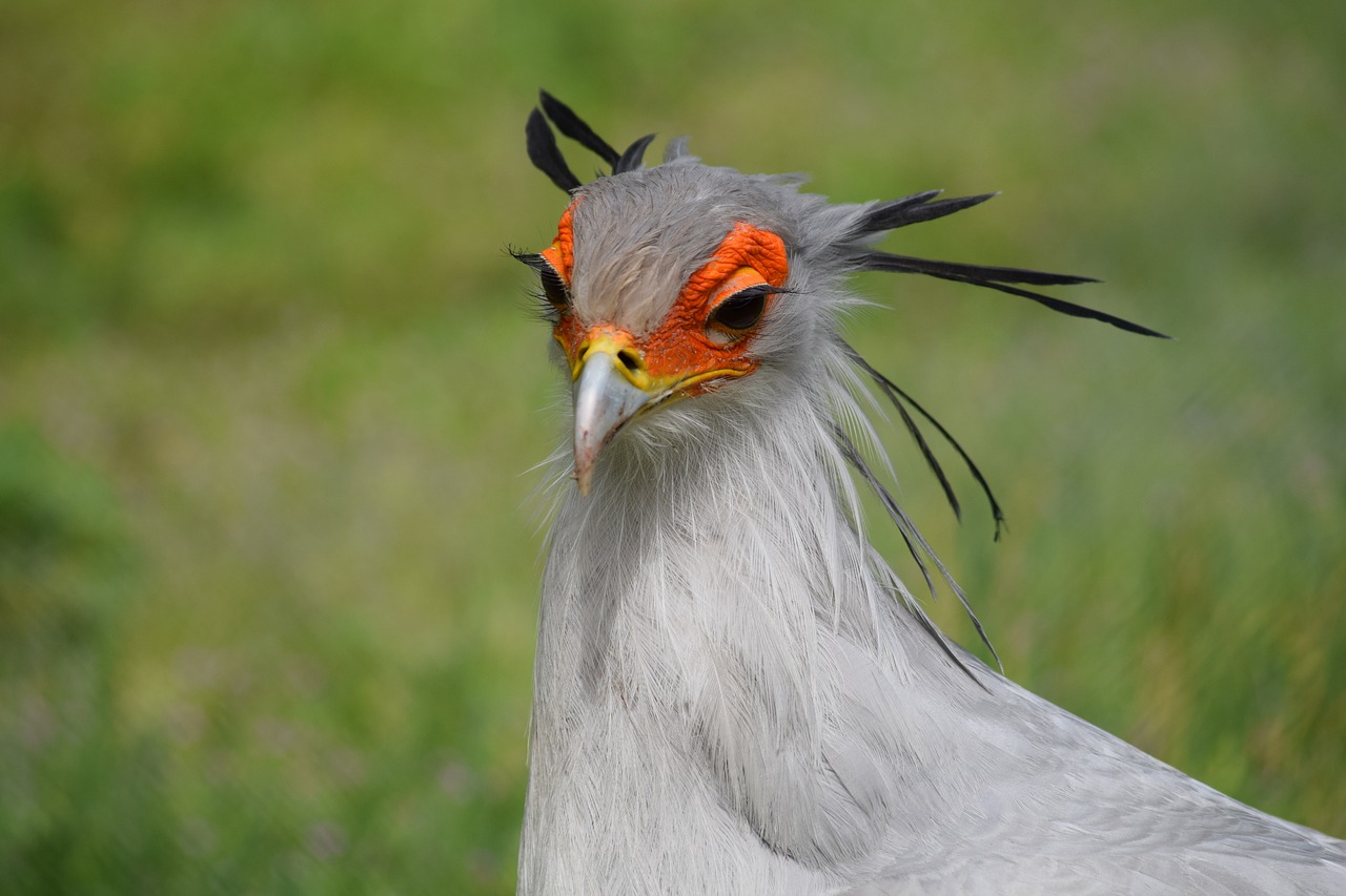 secretary  animal  zoo free photo